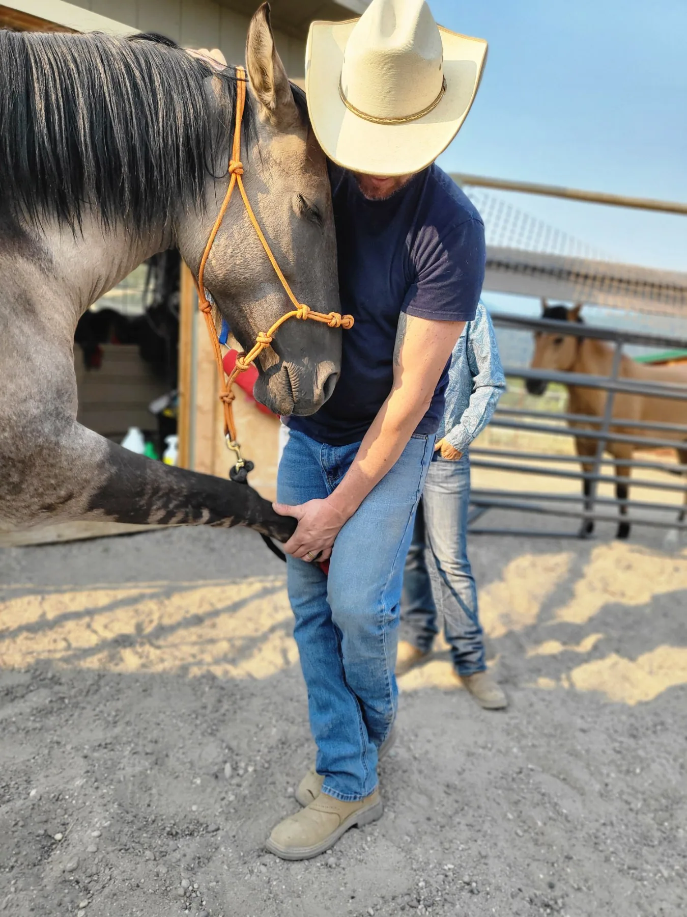 Montana Horse Chiropractic Co. profile photo